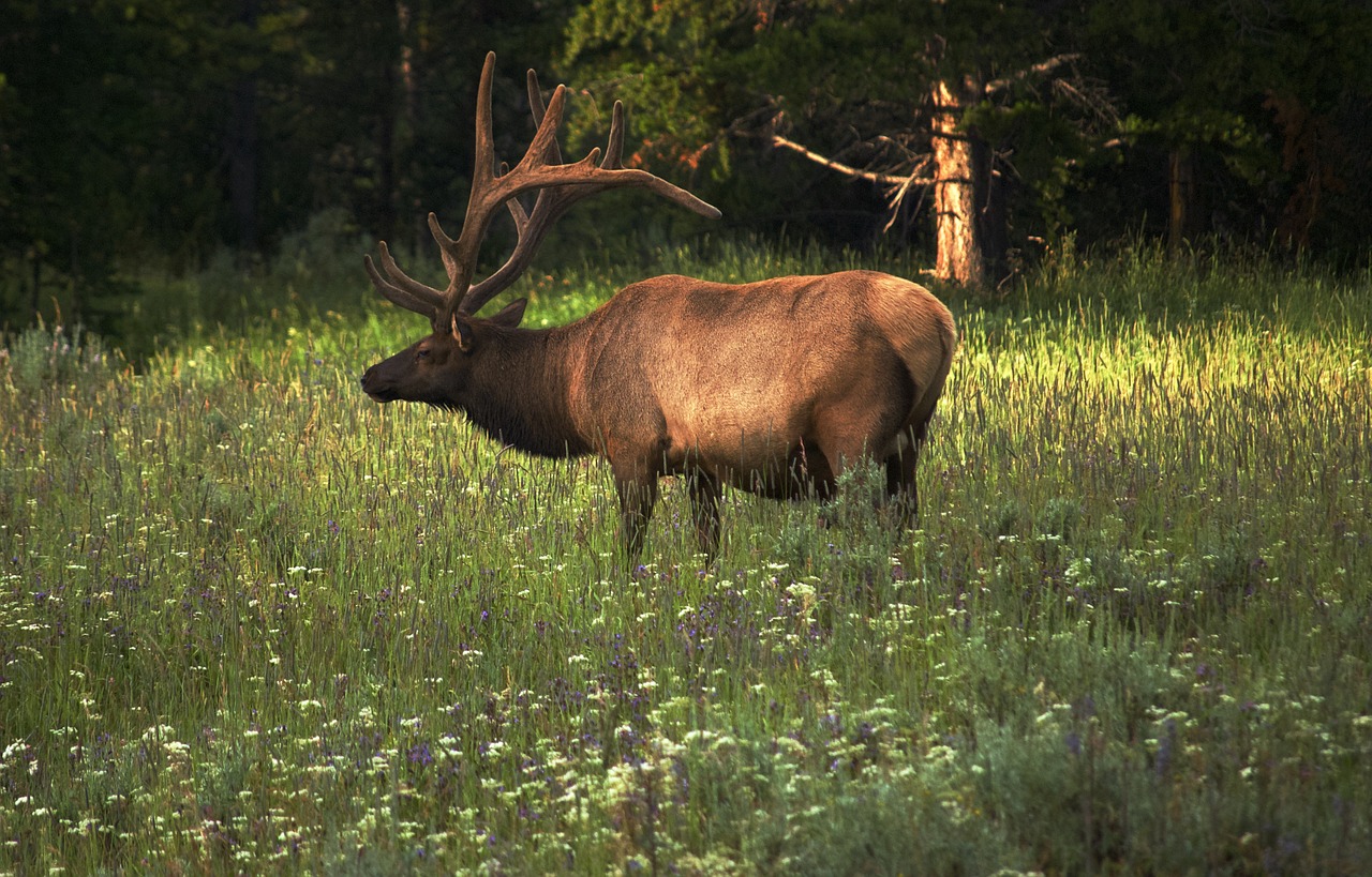 Elk_standing_in_grass_and_wildflowers