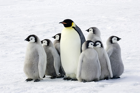 Penguins_on_ice